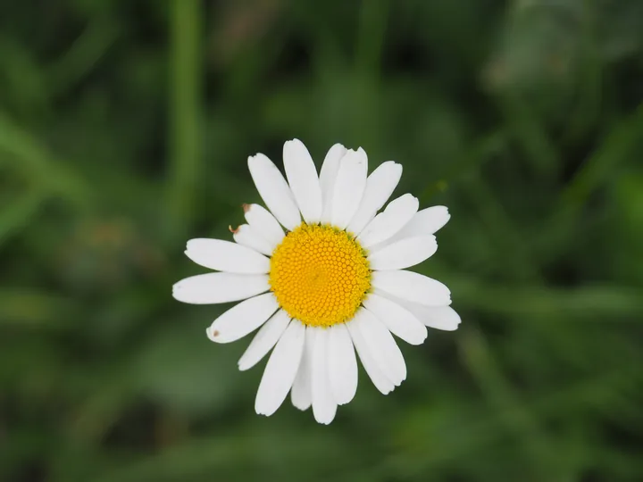 Parc Chlorophylle (Belgie)